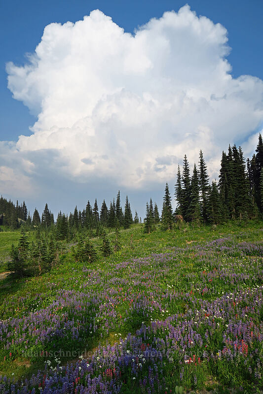 wildflowers & thunderstorms [Naches Loop Trail, Mount Rainier National Park, Pierce County, Washington]