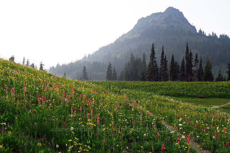wildflowers & Yakima Peak [Naches Loop Trail, Mount Rainier National Park, Pierce County, Washington]