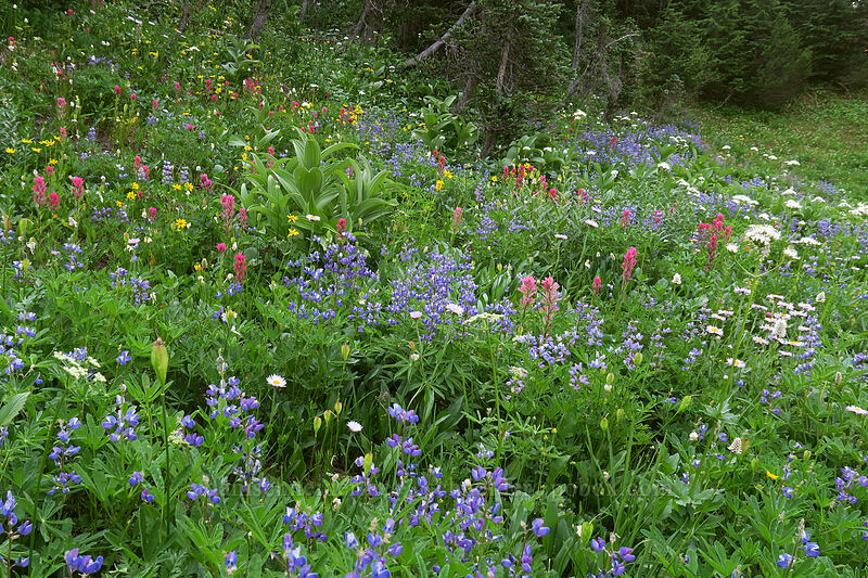 wildflowers [Deadhorse Creek Trail, Mount Rainier National Park, Pierce County, Washington]