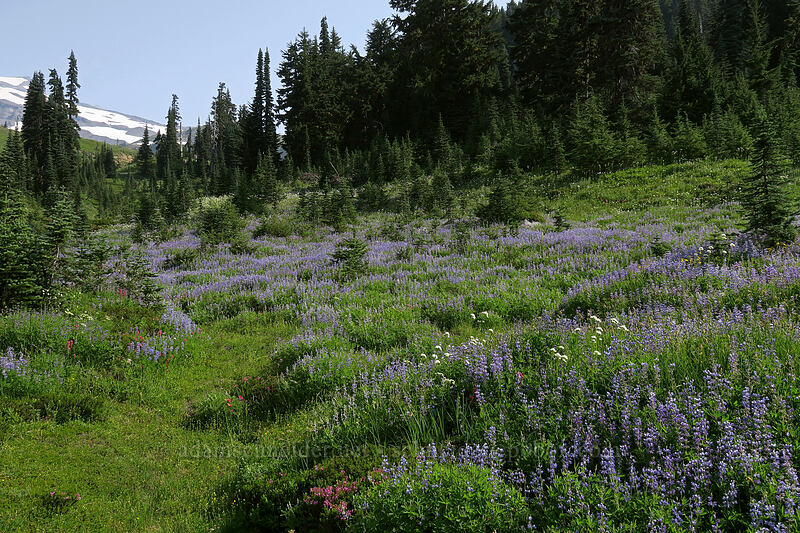 wildflowers [Deadhorse Creek Trail, Mount Rainier National Park, Pierce County, Washington]