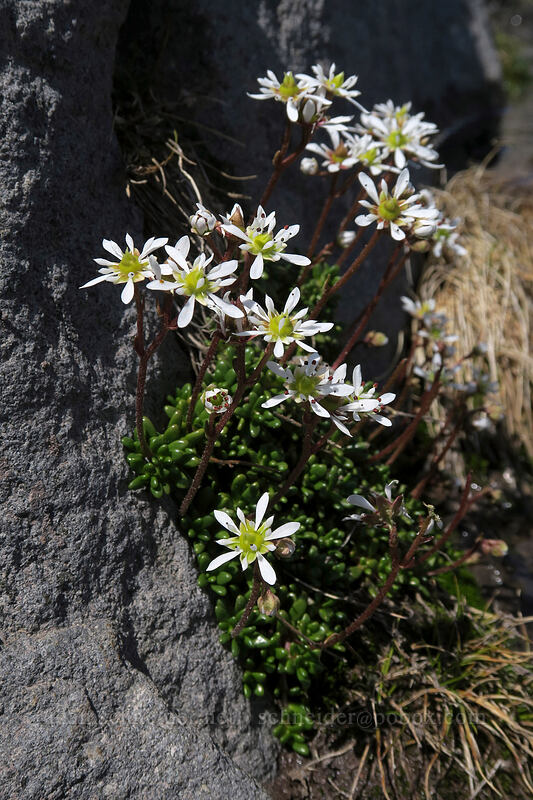 Tolmie's saxifrage (Micranthes tolmiei (Saxifraga tolmiei)) [above Paradise, Mount Rainier National Park, Pierce County, Washington]