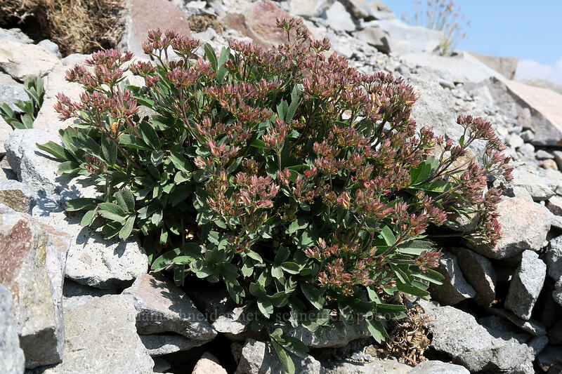 creeping sibbaldia, going to seed (Sibbaldia procumbens) [Skyline Trail, Mount Rainier National Park, Pierce County, Washington]