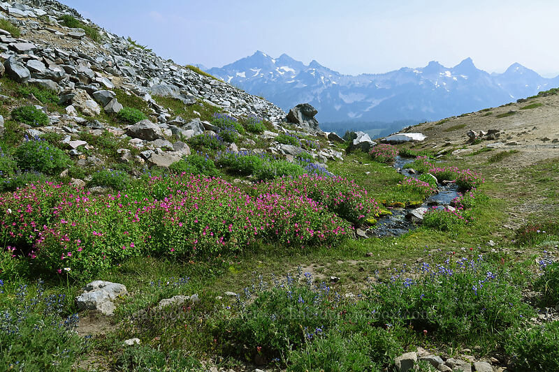 wildflowers & the Tatoosh Range [Skyline Trail, Mount Rainier National Park, Pierce County, Washington]