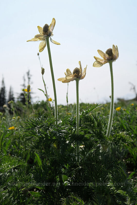western pasqueflower (Anemone occidentalis (Pulsatilla occidentalis)) [Skyline Trail, Mount Rainier National Park, Pierce County, Washington]
