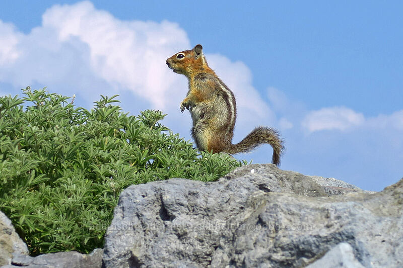 Cascade golden-mantled ground squirrel (Callospermophilus saturatus (Spermophilus saturatus)) [Skyline Trail, Mount Rainier National Park, Pierce County, Washington]