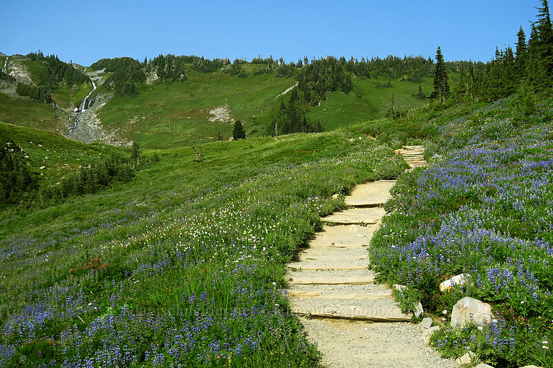 wildflowers [Golden Gate Trail, Mount Rainier National Park, Washington]