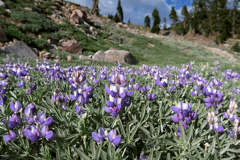 satin lupines (Lupinus obtusilobus) [Panther Meadow Trailhead, Shasta-Trinity National Forest, Siskiyou County, California]