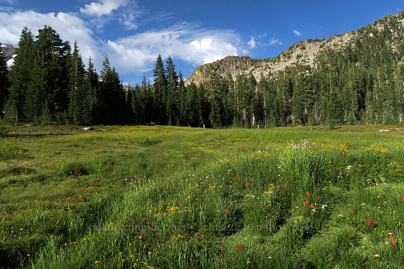 wildflowers [Panther Meadow, Shasta-Trinity National Forest, Siskiyou County, California]