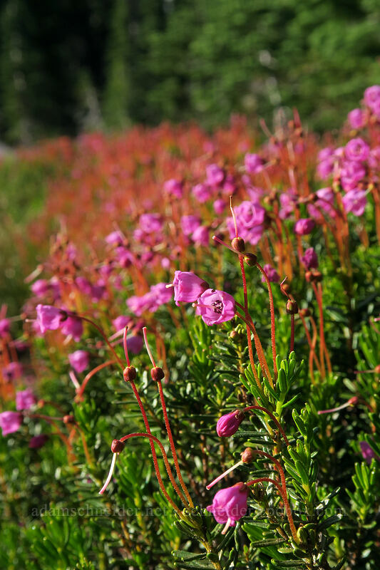 pink mountain heather (Phyllodoce empetriformis) [Panther Meadow, Shasta-Trinity National Forest, Siskiyou County, California]