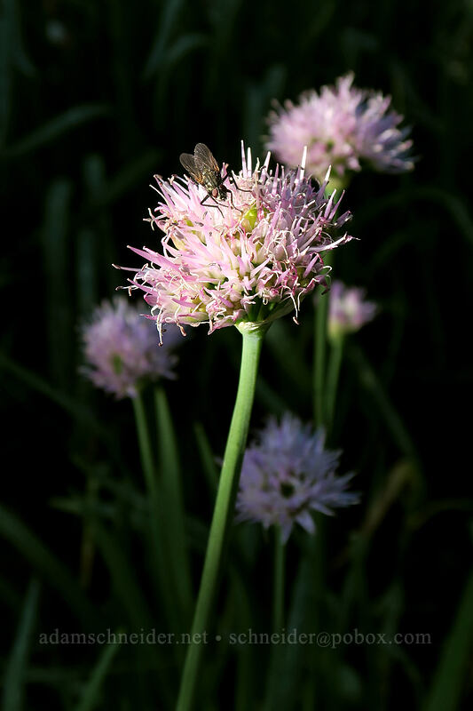 swamp onions (Allium validum) [Panther Meadow, Shasta-Trinity National Forest, Siskiyou County, California]