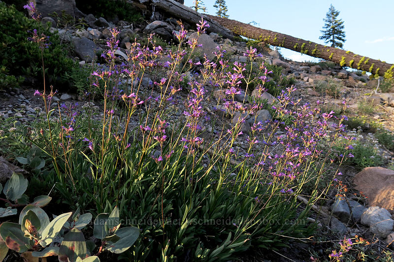 slender penstemon (Penstemon gracilentus) [Panther Meadow, Shasta-Trinity National Forest, Siskiyou County, California]