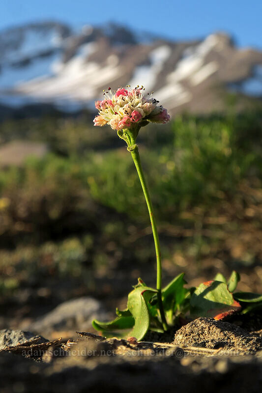 Shasta buckwheat (Eriogonum pyrolifolium) [Panther Meadow, Shasta-Trinity National Forest, Siskiyou County, California]