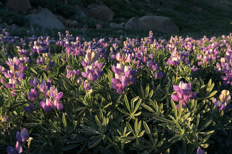 satin lupines (Lupinus obtusilobus) [Panther Meadow, Shasta-Trinity National Forest, Siskiyou County, California]
