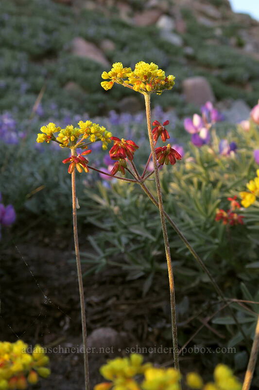 marum-leaf buckwheat (Eriogonum marifolium) [Panther Meadow, Shasta-Trinity National Forest, Siskiyou County, California]