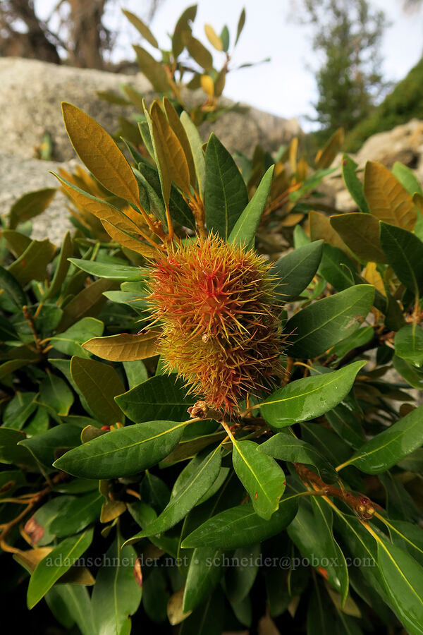 Sierra chinquapin (Chrysolepis sempervirens) [Mt. Whitney Mountaineer's Route, John Muir Wilderness, Inyo County, California]