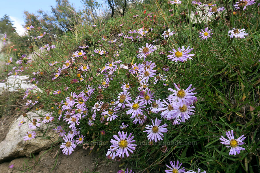 western mountain asters (Symphyotrichum spathulatum) [Mt. Whitney Mountaineer's Route, John Muir Wilderness, Inyo County, California]