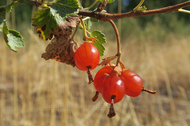wax currant berries (Ribes cereum) [Long Creek Mountain, Malheur National Forest, Grant County, Oregon]