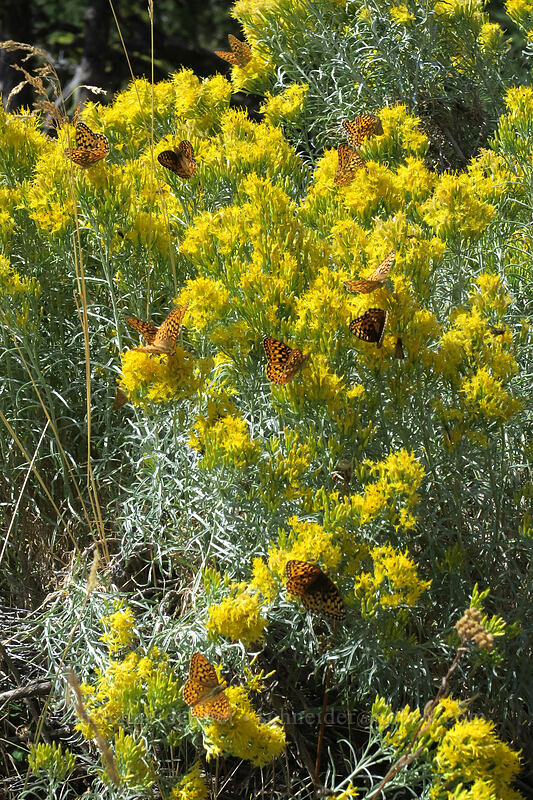 fritillary butterflies on rabbitbrush (Speyeria sp., Ericameria nauseosa (Chrysothamnus nauseosus)) [Long Creek Mountain, Malheur National Forest, Oregon]
