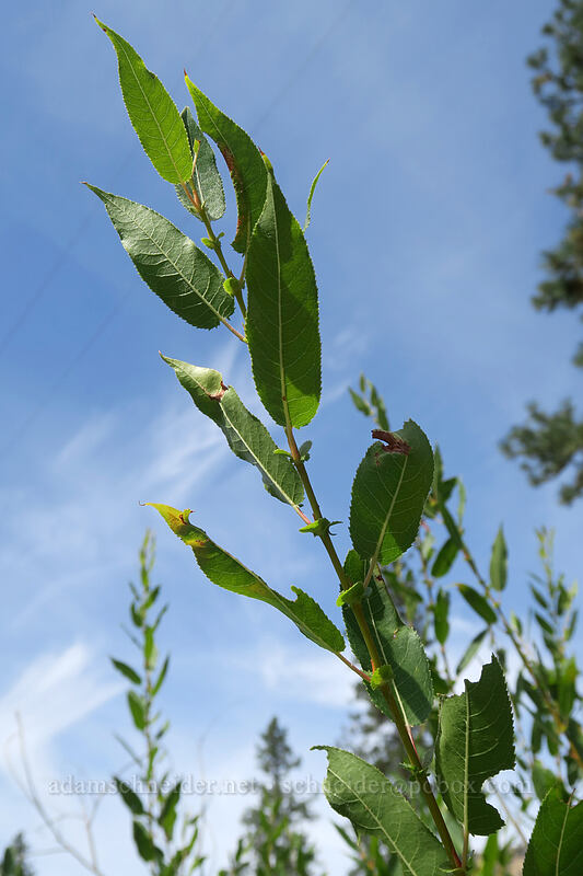 willow leaves with huge stipules (Salix sp.) [Ritter Road, Grant County, Oregon]