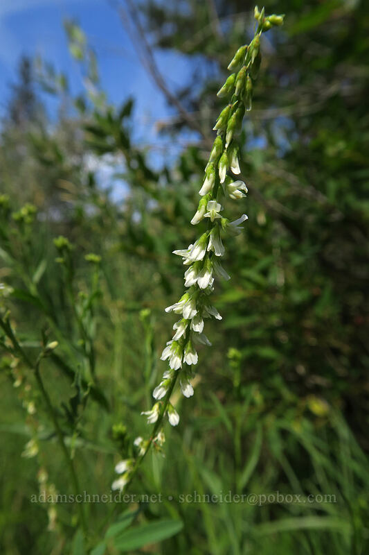 white sweet clover (Melilotus albus) [Ritter Road, Grant County, Oregon]
