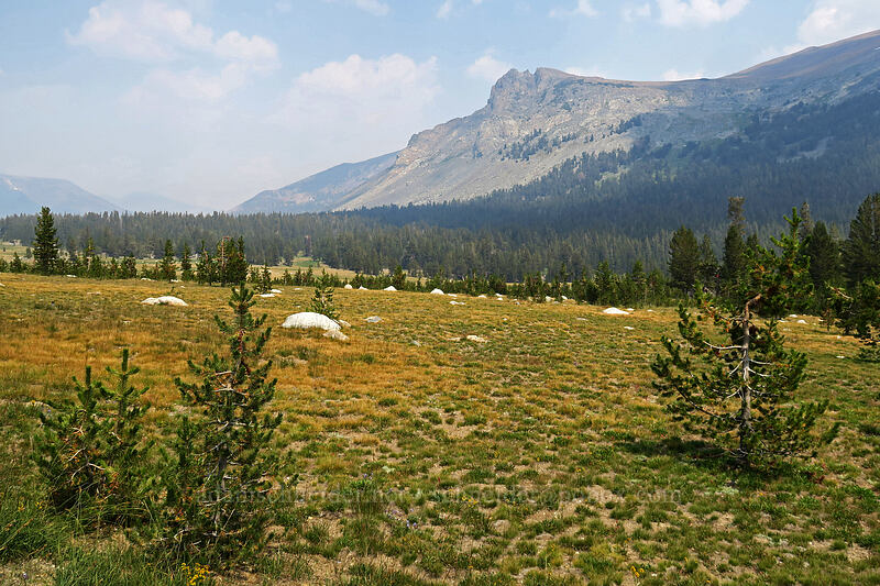 northwest ridge of Mount Dana [Tioga Road, Yosemite National Park, Tuolumne County, California]