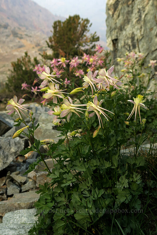 Sierra columbine (Aquilegia pubescens) [Gaylor Peak, Yosemite National Park, Tuolumne County, California]