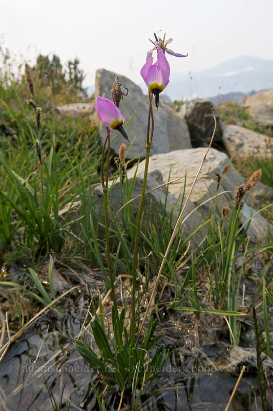 alpine shooting stars (Dodecatheon alpinum (Primula tetrandra)) [Gaylor Peak, Yosemite National Park, Tuolumne County, California]