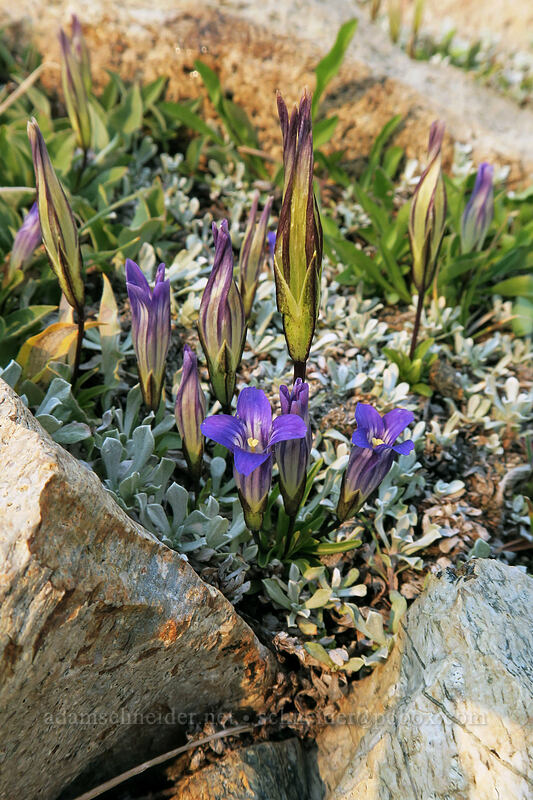 Sierra gentian (Gentianopsis holopetala) [Gaylor Peak, Yosemite National Park, Tuolumne County, California]