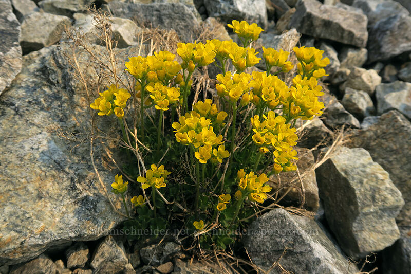 yellow draba (Draba sp.) [Gaylor Peak, Yosemite National Park, Tuolumne County, California]
