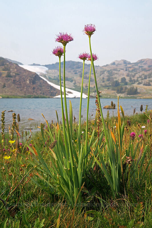 swamp onions (Allium validum) [Upper Gaylor Lake, Yosemite National Park, Tuolumne County, California]