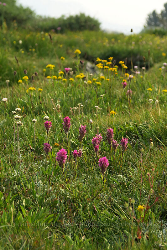 wildflowers [Gaylor Lakes Trail, Yosemite National Park, Tuolumne County, California]