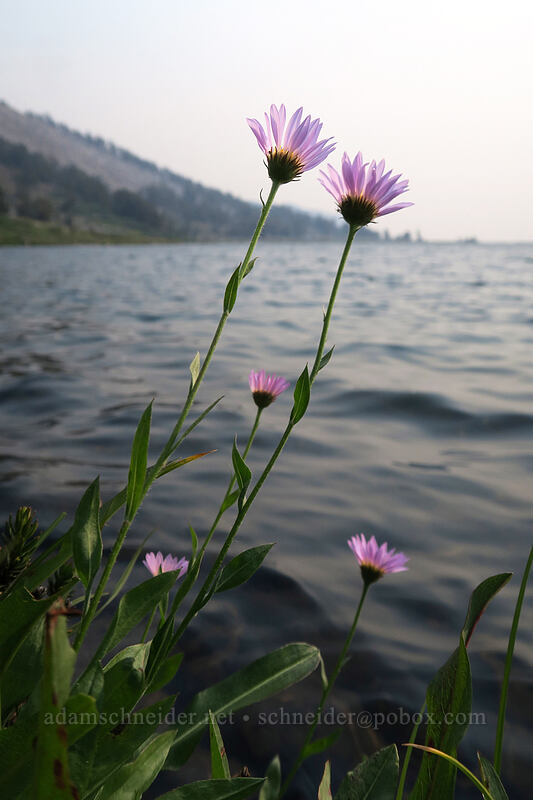 subalpine daisies (Erigeron glacialis var. glacialis) [Gaylor Lakes Trail, Yosemite National Park, Tuolumne County, California]