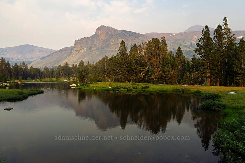 Mount Dana, reflected [Dana Meadows, Yosemite National Park, Tuolumne County, California]