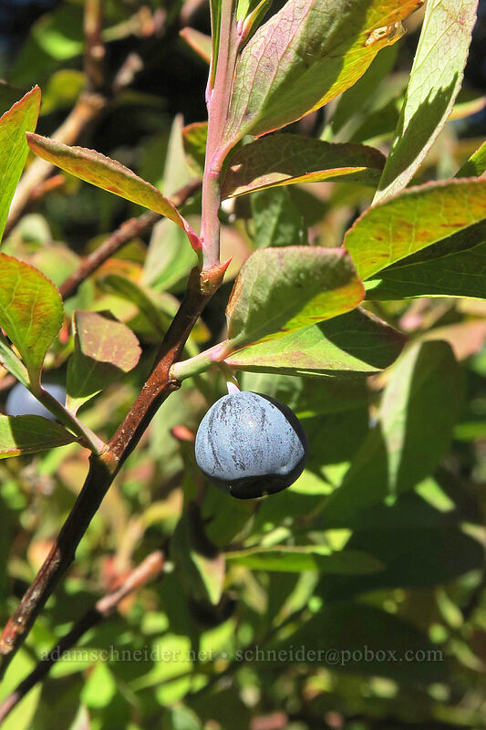 Cascade bilberry (blue-leaf huckleberry) (Vaccinium deliciosum) [Boundary Trail, Mt. St. Helens National Volcanic Monument, Skamania County, Washington]