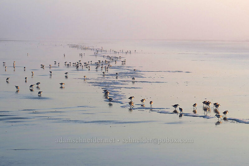 sanderlings (Calidris alba) [South Beach State Park, Newport, Lincoln County, Oregon]