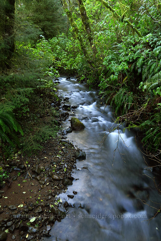 Cape Creek [St. Perpetua Trail, Siuslaw National Forest, Lincoln County, Oregon]