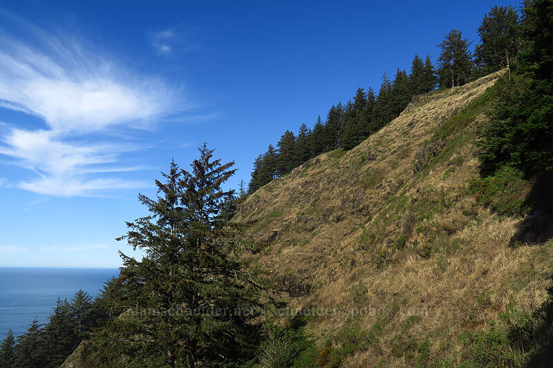 grassy hill on Cape Perpetua [St. Perpetua Trail, Siuslaw National Forest, Lincoln County, Oregon]