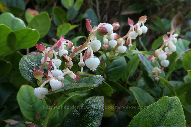 salal flowers (Gaultheria shallon) [Captain Cook Trail, Siuslaw National Forest, Lincoln County, Oregon]