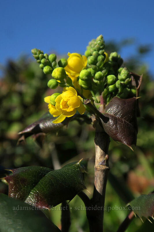 Oregon-grape (Mahonia aquifolium (Berberis aquifolium)) [Trail of the Restless Waters, Siuslaw National Forest, Lincoln County, Oregon]