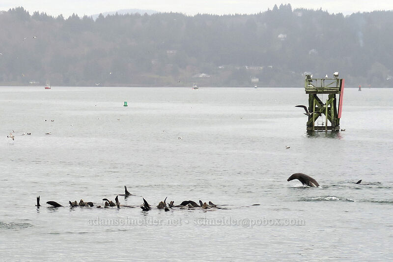 sea lions, rafting & jumping (Zalophus californianus) [Port Dock 1, Newport, Lincoln County, Oregon]