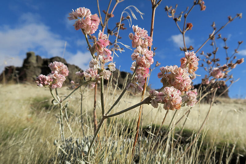 snow buckwheat (Eriogonum niveum) [Crawford Ranch, Columbia Hills State Park, Klickitat County, Washington]