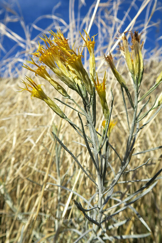 gray rabbitbrush (Ericameria nauseosa (Chrysothamnus nauseosus)) [Crawford Ranch, Columbia Hills State Park, Klickitat County, Washington]