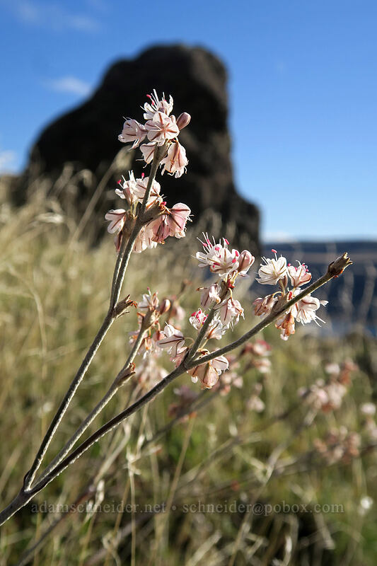 snow buckwheat (Eriogonum niveum) [Crawford Ranch, Columbia Hills State Park, Klickitat County, Washington]