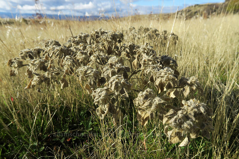 turkey mullein (dove weed) (Croton setiger (Eremocarpus setigerus)) [Crawford Ranch, Columbia Hills State Park, Klickitat County, Washington]