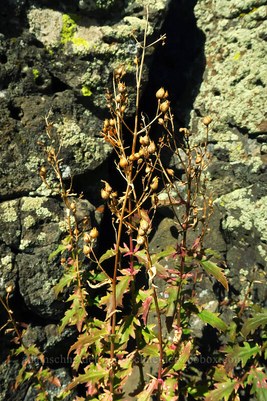 cut-leaf penstemon, gone to seed (Penstemon richardsonii) [Crawford Ranch, Columbia Hills State Park, Klickitat County, Washington]