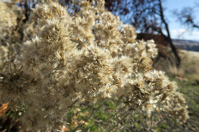 gray rabbitbrush seed heads (Ericameria nauseosa (Chrysothamnus nauseosus)) [Crawford Ranch, Columbia Hills State Park, Klickitat County, Washington]