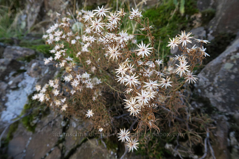 Columbia goldenweed (Ericameria resinosa (Haplopappus resinosus)) [Horsethief Butte, Columbia Hills State Park, Klickitat County, Washington]