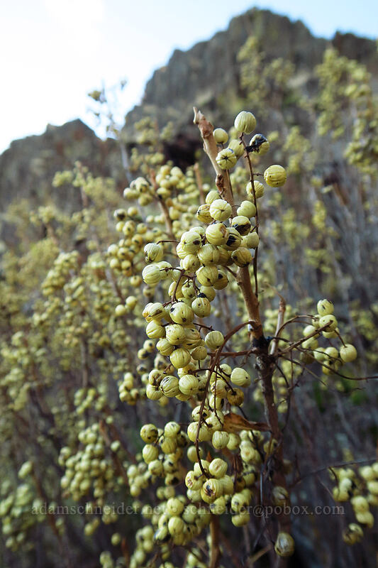 western poison-ivy berries (Toxicodendron rydbergii (Rhus rydbergii)) [Horsethief Butte, Columbia Hills State Park, Washington]