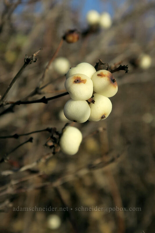 snowberries (Symphoricarpos sp.) [Horsethief Butte Trailhead, Columbia Hills State Park, Klickitat County, Washington]