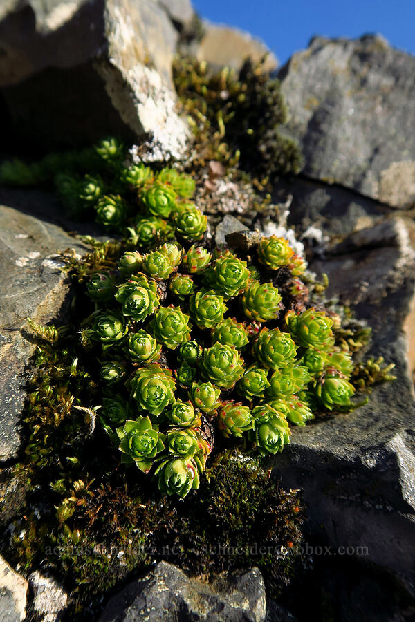 spotted saxifrage leaves (Saxifraga bronchialis ssp. vespertina (Saxifraga vespertina)) [Saddle Mountain Trail, Saddle Mountain State Natural Area, Clatsop County, Oregon]
